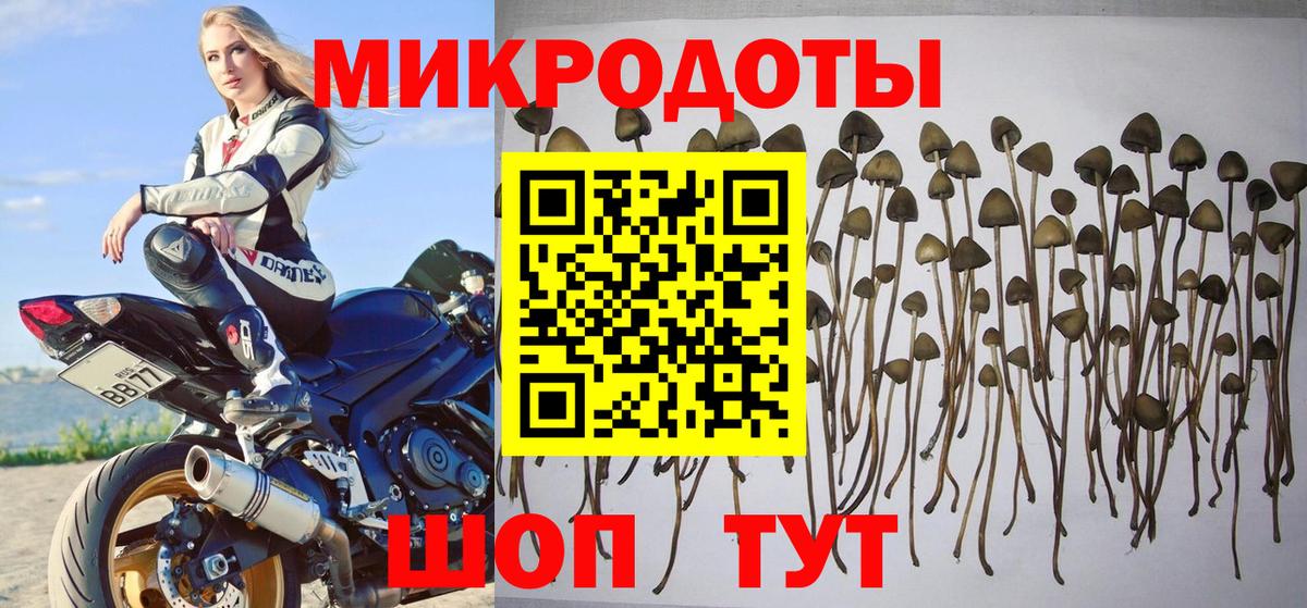 Галлюциногенные грибы Psilocybe  Вход с VPN  Вичуга 
